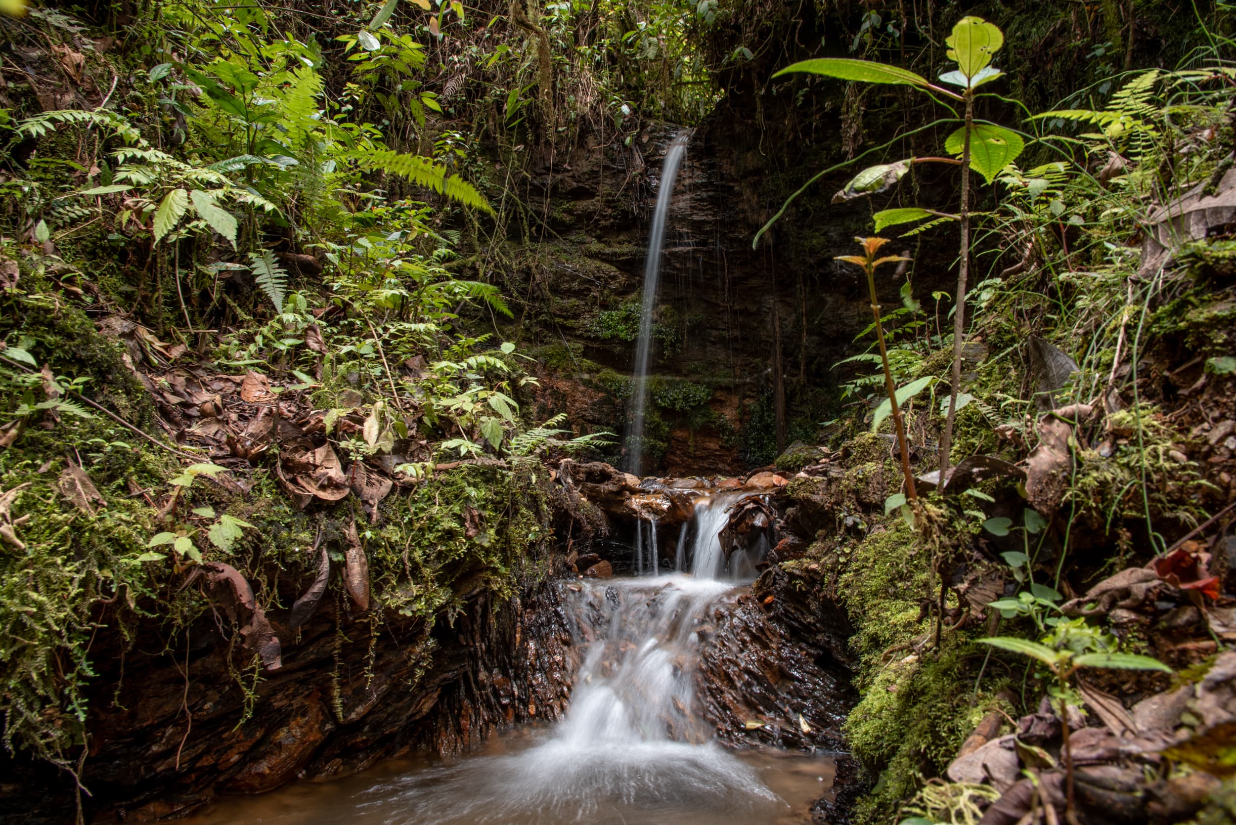 Cloud forest waterfall with moss-covered rocks