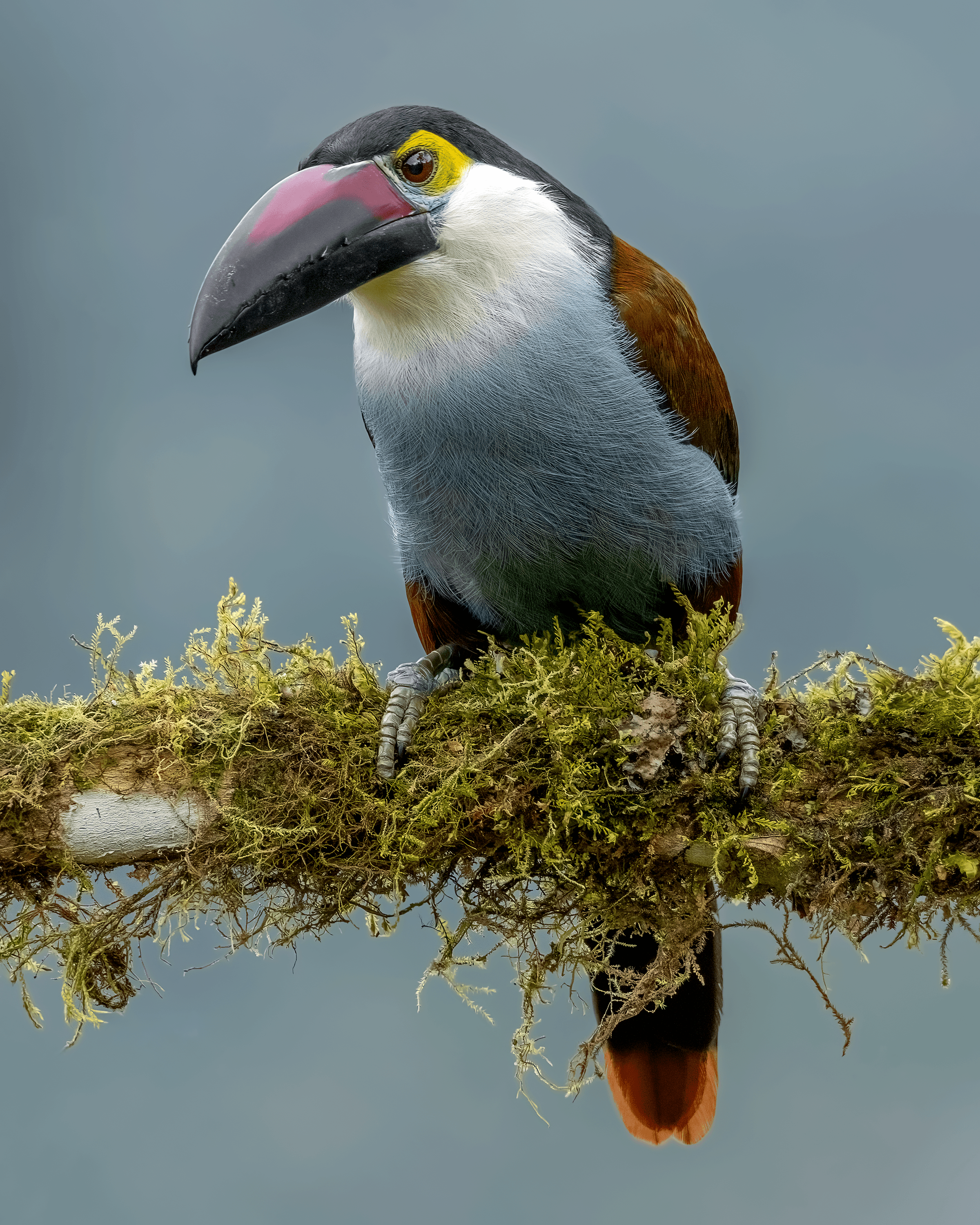 Black-billed Mountain Toucan