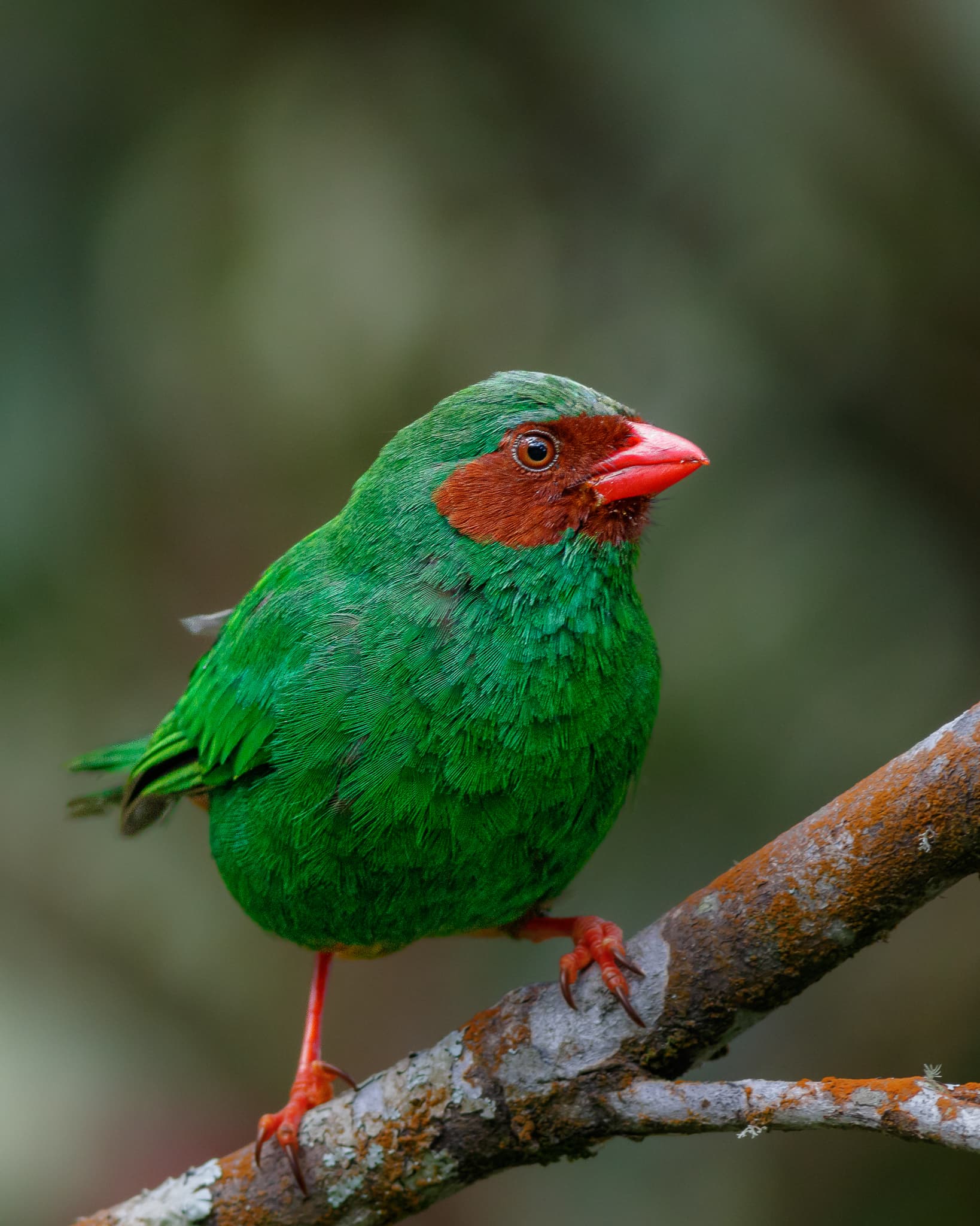 Grass-green Tanager