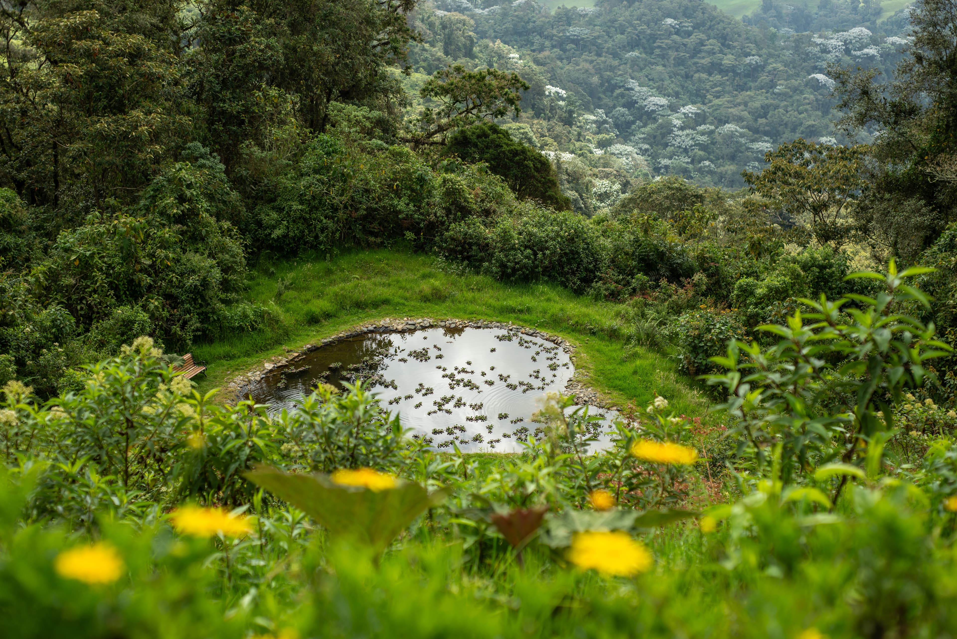 Koi pond surrounded by cloud forest and wildflowers